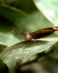 Edible Butterfly in its own environment. High quality photo