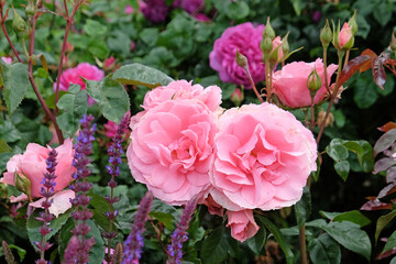 Pink Rosa 'You're Beautiful' in flower.