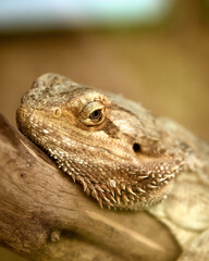 Close Up Head of a Bearded Dragon. High quality photo