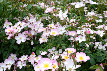 White rosa 'Lyda Rose' in flower