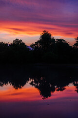 Obraz premium 田んぼに映る鮮やかな夕焼け