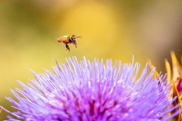 Wild cardoon flower and bees