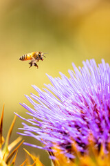 Wild cardoon flower and bees