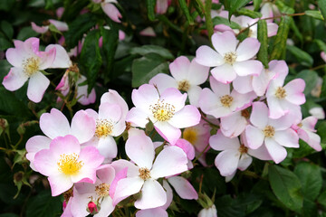 White rosa 'Lyda Rose' in flower