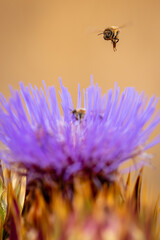 Wild cardoon flower and bees