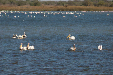 Great white pelicans Pelecanus onocrotalus. Oiseaux du Djoudj National Park. Saint-Louis. Senegal.