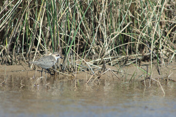 Immature Kittlitz's plover Charadrius pecuarius. Oiseaux du Djoudj National Park. Saint-Louis. Senegal.