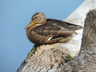 Cute duck quietly sitting on a tree in the middle of the calm river