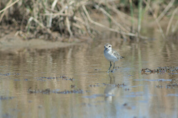 Immature Kittlitz's plover Charadrius pecuarius. Oiseaux du Djoudj National Park. Saint-Louis. Senegal.