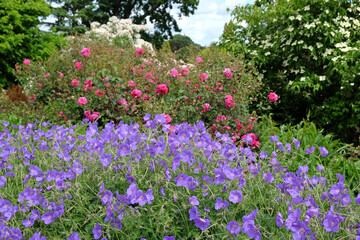 Hardy geranium 'Orion' in flower