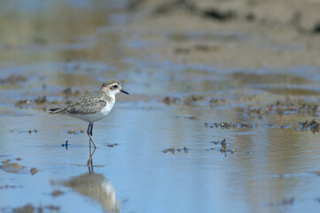 Immature Kittlitz's plover Charadrius pecuarius. Oiseaux du Djoudj National Park. Saint-Louis. Senegal.