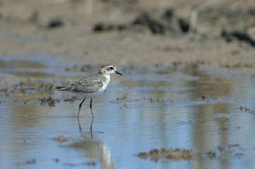 Immature Kittlitz's plover Charadrius pecuarius. Oiseaux du Djoudj National Park. Saint-Louis. Senegal.