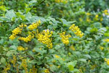 Small yellow flowers of barberry (lat.Berberis vulgaris). Blooming barberry in the spring garden.
