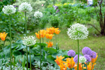 Round white heads of the giant onion lat. Allium giganteum in the flower bed with bright flowers.