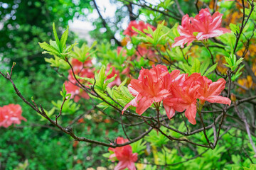 Scarlet rhododendrons in the summer garden. Pacific rhododendron. Red California rhododendron.