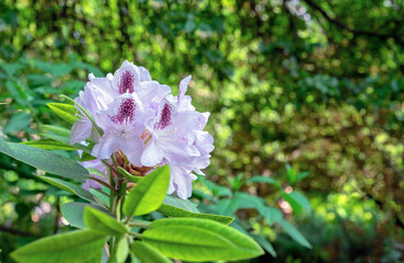 Pacific Rhododendron. White California rhododendron. Blooming rhododendrons in the summer garden.