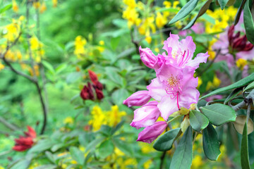 Pacific Rhododendron. Pink California rhododendron. Blooming rhododendrons in the summer garden.