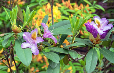 Pacific Rhododendron. Lilac California rhododendron. Blooming rhododendrons in the summer garden.