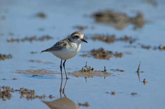 Immature Kittlitz's plover Charadrius pecuarius. Oiseaux du Djoudj National Park. Saint-Louis. Senegal.