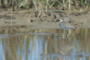 Immature Kittlitz's plover Charadrius pecuarius. Oiseaux du Djoudj National Park. Saint-Louis. Senegal.