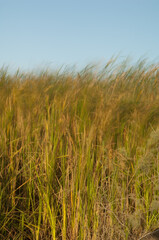 Broadleaf cattails Typha latifolia moved by the wind. Picture blur to suggest movement. Oiseaux du Djoudj National Park. Saint-Louis. Senegal.