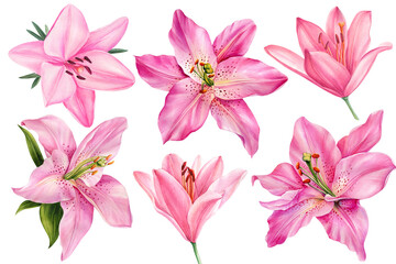 Lilies, set pink flowers on an isolated white background, watercolor illustration, collection, greeting card - obrazy, fototapety, plakaty