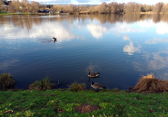 Enten auf dem Noswendeler Stausee auf der Traumschleife Himmels Gääs Paad bei Noswendel im...
