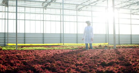 Caucasian female farmer wearing VR headset managing quality system irrigation at modern hydroponic greenhouse. Humanoid robot carrying bunch of lettuce to researcher. - Powered by Adobe