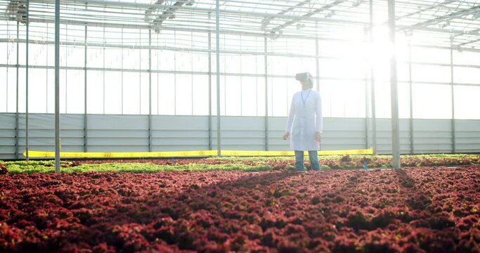 Caucasian female farmer wearing VR headset managing quality system irrigation at modern hydroponic greenhouse. Humanoid robot carrying bunch of lettuce to researcher.