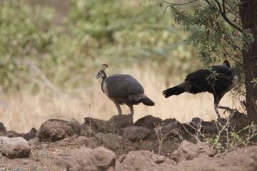 Beautiful Indian peafowl and Peahen in jungle roaming freely in field. Beautiful back ground of Indian peacock or peafowl for seasonal greetings or wall mounting. Beauty of colours.