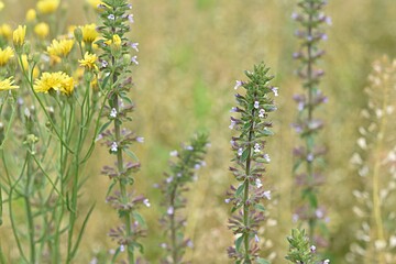 inflorescence of a medicinal plant thyme on a yellow background