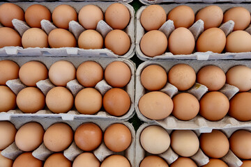 organic fresh brown eggs by the dozen