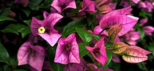 Bright flowers against the background of green leaves and grass