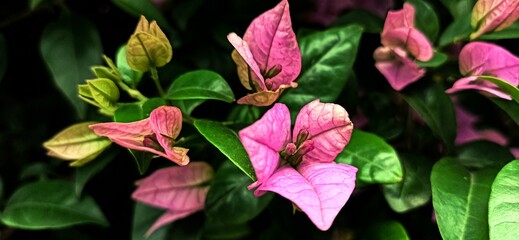 Bright flowers against the background of green leaves and grass
