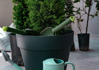 thuja planting, pot plant for balcony or terrace, home garden popular green decoration, watering pot, garden fork and scoop