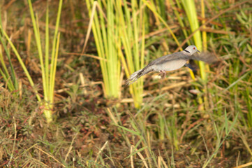 Mourning collared dove Streptopelia decipiens taking flight. Oiseaux du Djoudj National Park. Saint-Louis. Senegal.