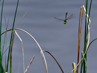 The green dragonfly with the grass - 511931317