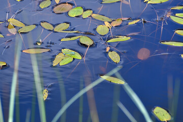 Damselfly on the leaf in the pond - 511931337