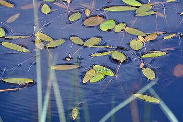 Damselfly on the leaf in the pond - 511931339