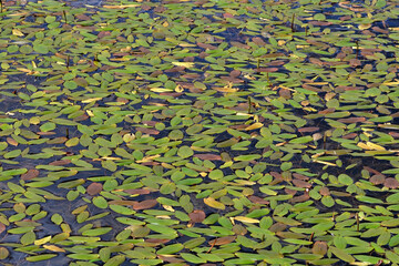 Leaves on the water - 511931348