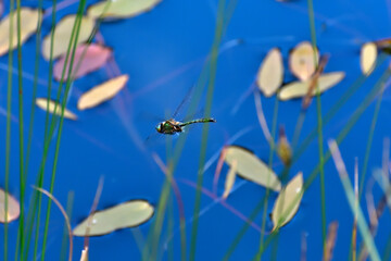 Dragonfly flying in the blue - 511931354