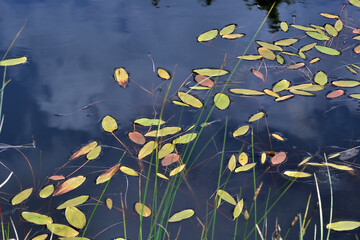 Leaves on the water - 511931358