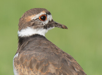 close up of a bird