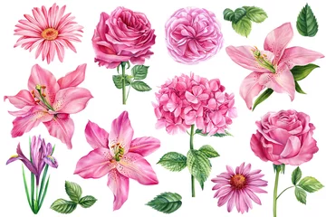 Deurstickers Set flowers isolated on white background. lily, rose, hydrangea, iris and echinacea. Watercolor illustration © Hanna