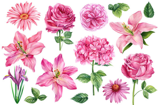 Set flowers isolated on white background. lily, rose, hydrangea, iris and echinacea. Watercolor illustration