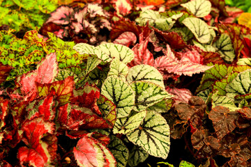 Colorful Begonia plants in the garden
