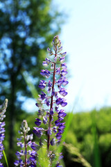 Nice Lupine Flower