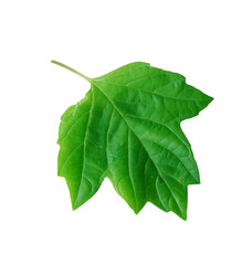 Green Leaves On White