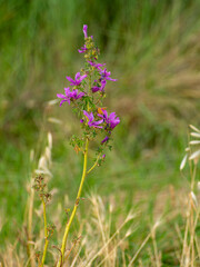 bee on lavender