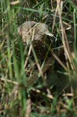Squacco heron Ardeola ralloides among the vegetation. Oiseaux du Djoudj National Park. Saint-Louis. Senegal.